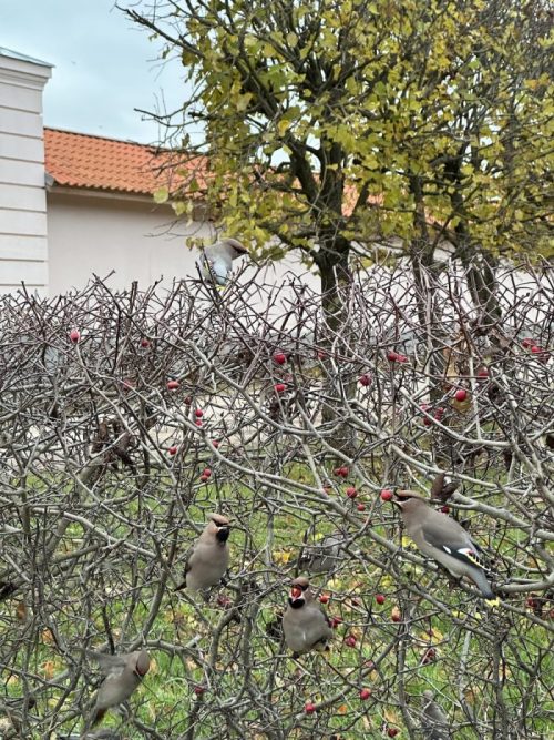 tours in riga, day tours from Riga, guided tours in Riga